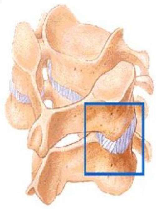 Thoracic-facet-joints